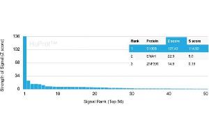 Analysis of Protein Array containing more than 19,000 full-length human proteins using S100B-Monospecific Recombinant Rabbit Monoclonal Antibody (S100B/1706R) Z- and S- Score: The Z-score represents the strength of a signal that a monoclonal antibody (Monoclonal Antibody) (in combination with a fluorescently-tagged anti-IgG secondary antibody) produces when binding to a particular protein on the HuProtTM array. (Recombinant S100B antibody)