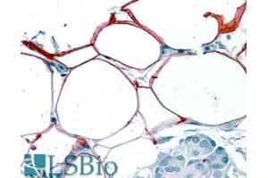 ABIN190815 (3. (PLIN4 antibody  (Internal Region))