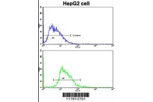 Flow cytometric analysis of HepG2 cells using ESR2 Antibody (bottom histogram) compared to a negative control cell (top histogram). (ESR2 antibody  (AA 369-397))