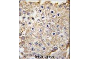 Formalin-fixed and paraffin-embedded human testis tissue reacted with PBP1 antibody (C-term) 7237e , which was peroxidase-conjugated to the secondary antibody, followed by DAB staining. (NAE1 antibody  (C-Term))