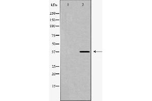 Western blot analysis of SUCNR1 expression in HUVEC cells. (SUCNR1 antibody  (Internal Region))