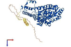 GAD65 Protein (AA 1-585) (His tag)