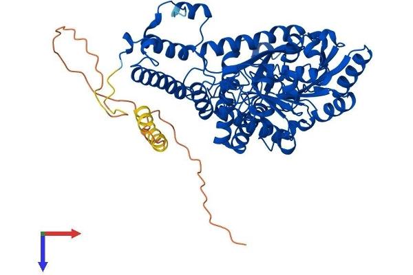 GAD65 Protein (AA 1-585) (His tag)
