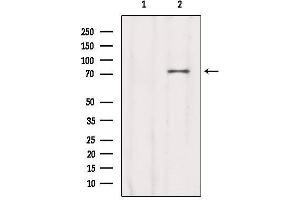 Western blot analysis of extracts from Sp2/0, using CCDC93 Antibody. (CCDC93 antibody  (C-Term))
