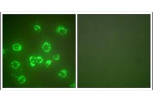 Immunofluorescence analysis of COS7 cells, using GRP75 Antibody. (HSPA9 antibody  (C-Term))