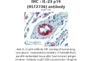 Image no. 2 for anti-Interleukin 23, alpha subunit p19 (IL23A) antibody (ABIN1724064) (IL23A antibody)