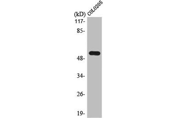 Lipase I antibody  (Internal Region)