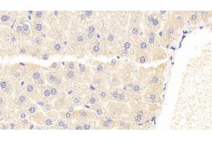 Detection of PHPT1 in Mouse Liver Tissue using Polyclonal Antibody to Phosphohistidine Phosphatase 1 (PHPT1) (PHPT1 antibody  (AA 1-124))