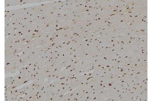ABIN6274840 at 1/100 staining Rat heart tissue by IHC-P. (APBB2 antibody  (Internal Region))