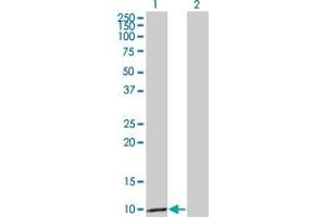 CCL3 antibody  (AA 24-92)