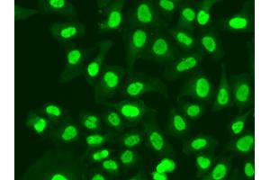 Immunofluorescence analysis of A549 cells using RFC1 antibody (ABIN5970796). (RFC1 antibody)
