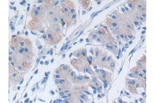 DPP7 antibody  (AA 28-486)