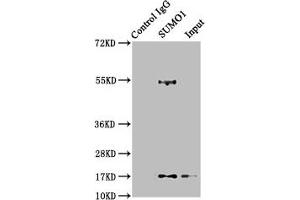 Immunoprecipitating SUMO1 in 293T whole cell lysate Lane 1: Rabbit control IgG instead of ABIN7127830 in 293T whole cell lysate. (Recombinant SUMO1 antibody)