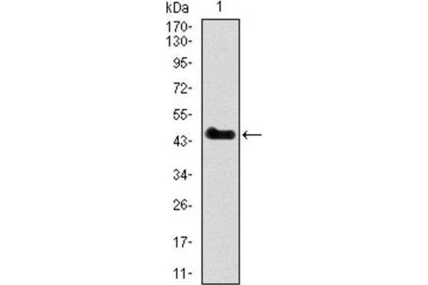 SPI1 antibody  (AA 124-271)