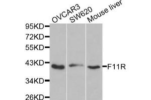 Western blot analysis of extracts of various cells, using F11R antibody.