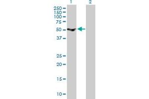 Western Blot analysis of SRPX expression in transfected 293T cell line by SRPX MaxPab polyclonal antibody. (SRPX antibody  (AA 1-464))