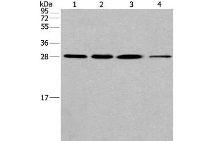 Western Blot analysis of Hela cell and Human fetal liver tissue, A549 and 293T cell using ERP29 Polyclonal Antibody at dilution of 1:200 (ERP29 antibody)