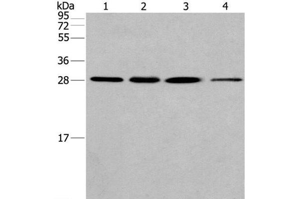 ERP29 antibody