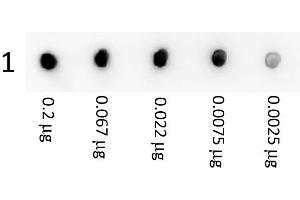 Image no. 1 for anti-Streptavidin antibody (ABIN964708) (Streptavidin antibody)