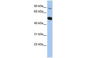 WB Suggested Anti-SOX6 Antibody Titration: 0. (SOX6 antibody  (Middle Region))