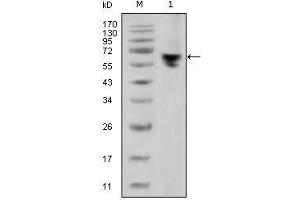 Western Blot showing human IgG (Fc specific) antibody used against human serum (1). (Mouse anti-Human IgG (Fc Region) Antibody)