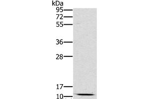 Western Blot analysis of Mouse kidney tissue using SCGB2A1 Polyclonal Antibody at dilution of 1:800