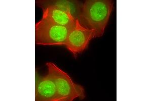 Immunofluorescent analysis of 4 % paraformaldehyde-fixed, 0. (CUX1 antibody  (AA 1347-1374))