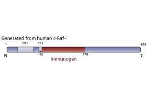 Image no. 1 for anti-C-Raf-1 (AA 162-378) antibody (ABIN967783) (C-Raf-1 (AA 162-378) antibody)