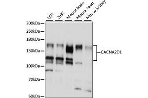 Western blot analysis of extracts of various cell lines, using CD1 antibody (ABIN7266009) at 1:1000 dilution. (CACNA2D1 antibody  (AA 550-800))