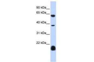 Image no. 1 for anti-Serotonin Receptor 3E (HTR3E) (AA 360-409) antibody (ABIN6740429) (HTR3E antibody  (AA 360-409))