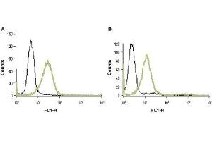 Cell surface detection of PAR-1 in live intact HL-60 (human promyelocytic leukemia) (A) and Jurkat (human T cell leukemia) (B) cell lines: (black line) Unstained cells + FITC-conjugated goat anti-rabbit antibody. (PAR1 antibody  (Extracellular))