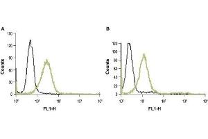 Cell surface detection of PAR-1 in live intact HL-60 (human promyelocytic leukemia) (A) and Jurkat (human T cell leukemia) (B) cell lines: (black line) Unstained cells + FITC-conjugated goat anti-rabbit antibody. (PAR1 antibody  (Extracellular, N-Term))