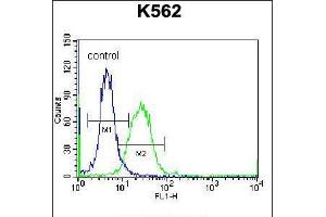 Flow cytometric analysis of K562 cells (right histogram) compared to a negative control cell (left histogram). (DOC2A antibody  (AA 277-306))