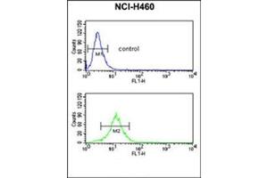 Flow Cytometric analysis of NCI-H460 cells using SDR Antibody (Center) Cat. (SDPR antibody  (Middle Region))
