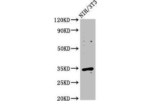 Western Blot Positive WB detected in: NIH/3T3 whole cell lysate All lanes: CCND2 antibody at 2. (Cyclin D2 antibody  (AA 1-289))