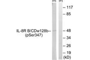 Western blot analysis of extracts from NIH-3T3 cells treated with PMA 125ng/ml 30', using IL-8R beta/CDw128 beta (Phospho-Ser347) Antibody. (CXCR2 antibody  (pSer347))