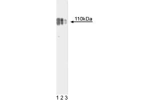 Western blot analysis of Nicastrin on WI-38 lysate. (Nicastrin antibody  (AA 168-289))