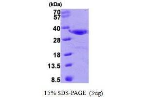 Figure annotation denotes ug of protein loaded and % gel used. (Annexin IV Protein (AA 1-321))