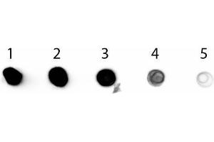 Dot Blot of Sheep anti-Rabbit IgG Antibody Alkaline Phosphatase Conjugated. (Sheep anti-Rabbit IgG (Heavy & Light Chain) Antibody (Alkaline Phosphatase (AP)))