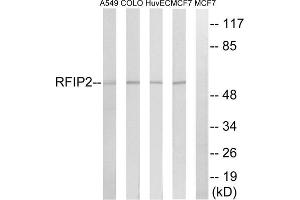 Western blot analysis of extracts from A549 cells, COLO cells, HUVEC cells and MCF-7 cells, using RAB11FIP2 antibody. (RAB11FIP2 antibody  (Internal Region))