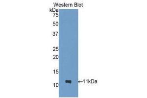 Western Blotting (WB) image for anti-Nucleobindin 2 (NUCB2) (AA 25-104) antibody (ABIN1860073) (NUCB2 antibody  (AA 25-104))