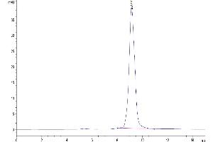 The purity of Human AMCase/CHIA is greater than 95 % as determined by SEC-HPLC. (CHIA Protein (AA 22-476) (His tag))