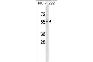 Western blot analysis in NCI-H292 cell line lysates (35ug/lane). (ZNF200 antibody  (AA 187-214))