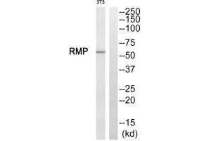 Western blot analysis of extracts from NIH/3T3 cells, using RMP antibody. (URI1 antibody  (C-Term))