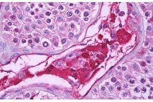 Anti-UCN / Urocortin antibody IHC staining of human testis, Leydig cells. (Urocortin antibody  (AA 71-120))