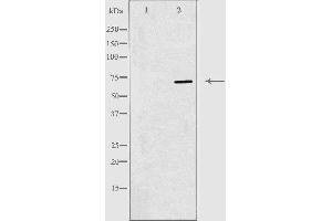 Western blot analysis of extracts from 293 cells, using RPAP2 antibody. (RPAP2 antibody  (Internal Region))