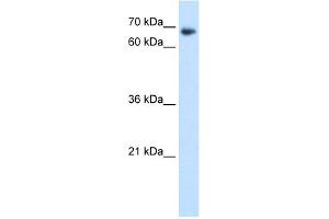 TAF6 antibody  (N-Term)