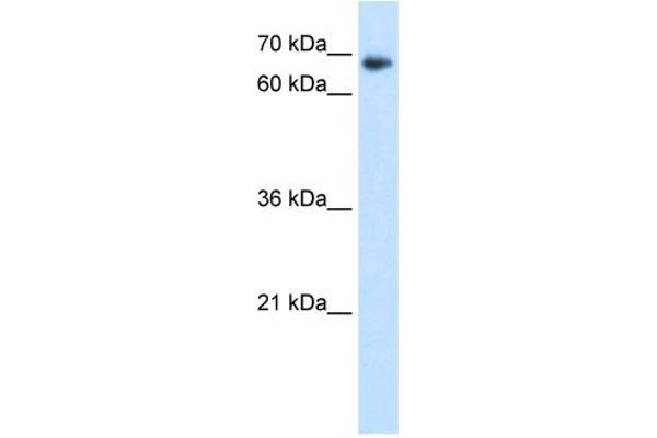 TAF6 anticorps  (N-Term)