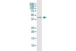 CD200R1 MaxPab rabbit polyclonal antibody. (CD200R1 antibody  (AA 1-348))