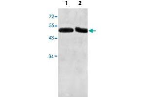 Actin-Like 7A antibody  (AA 42-283)